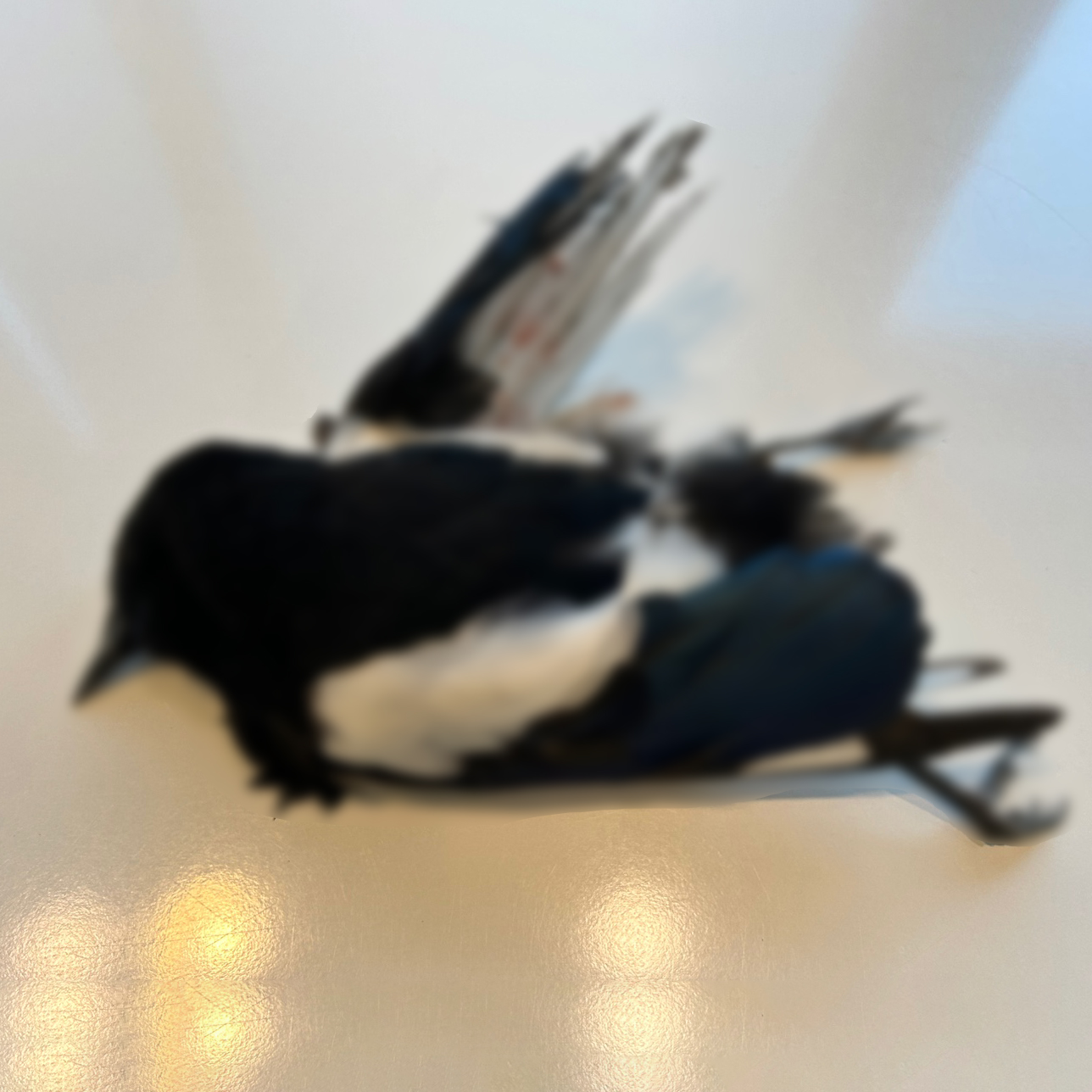 165e69f469c37bc3c6c5b0b3c34aa573_1669167156_266.jpg